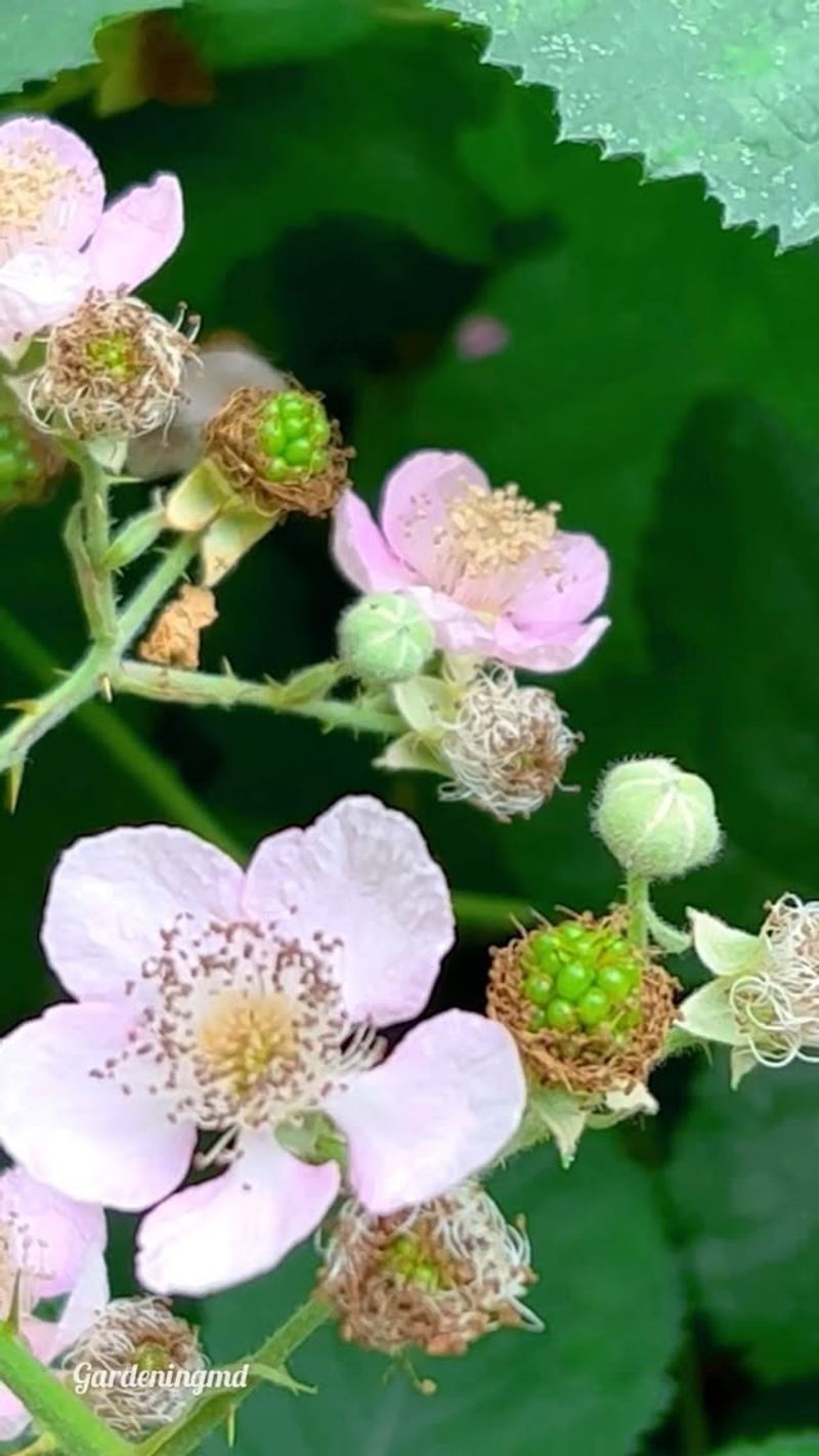 Himalayan Blackberry