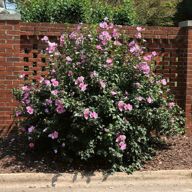 Rose of Sharon