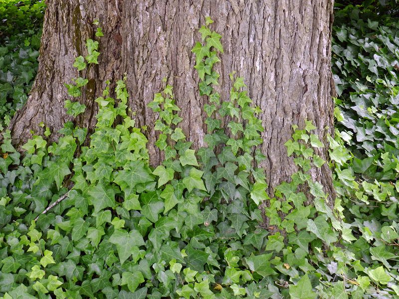 English Ivy