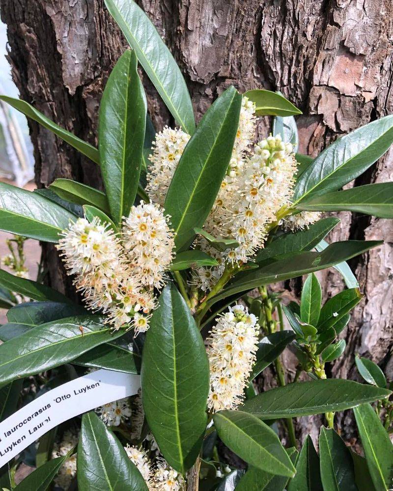 English Laurel