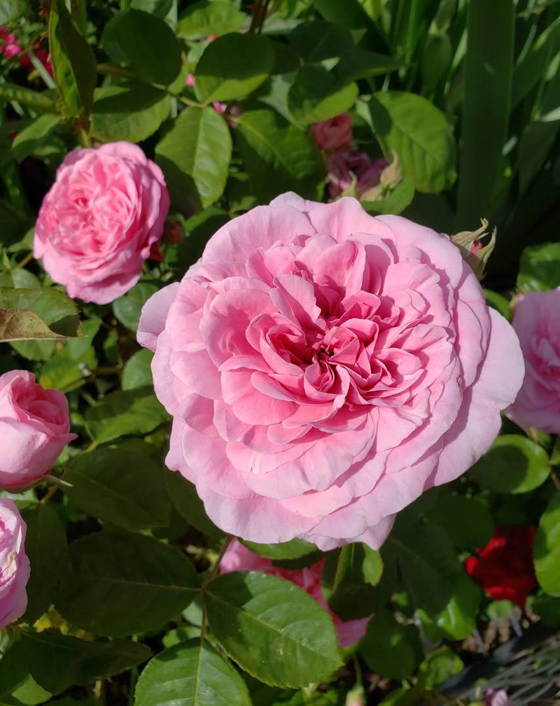 English Rose 'Gertrude Jekyll'