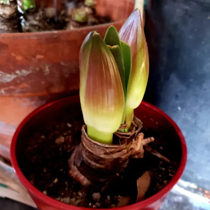 Enhance Bulb Growth