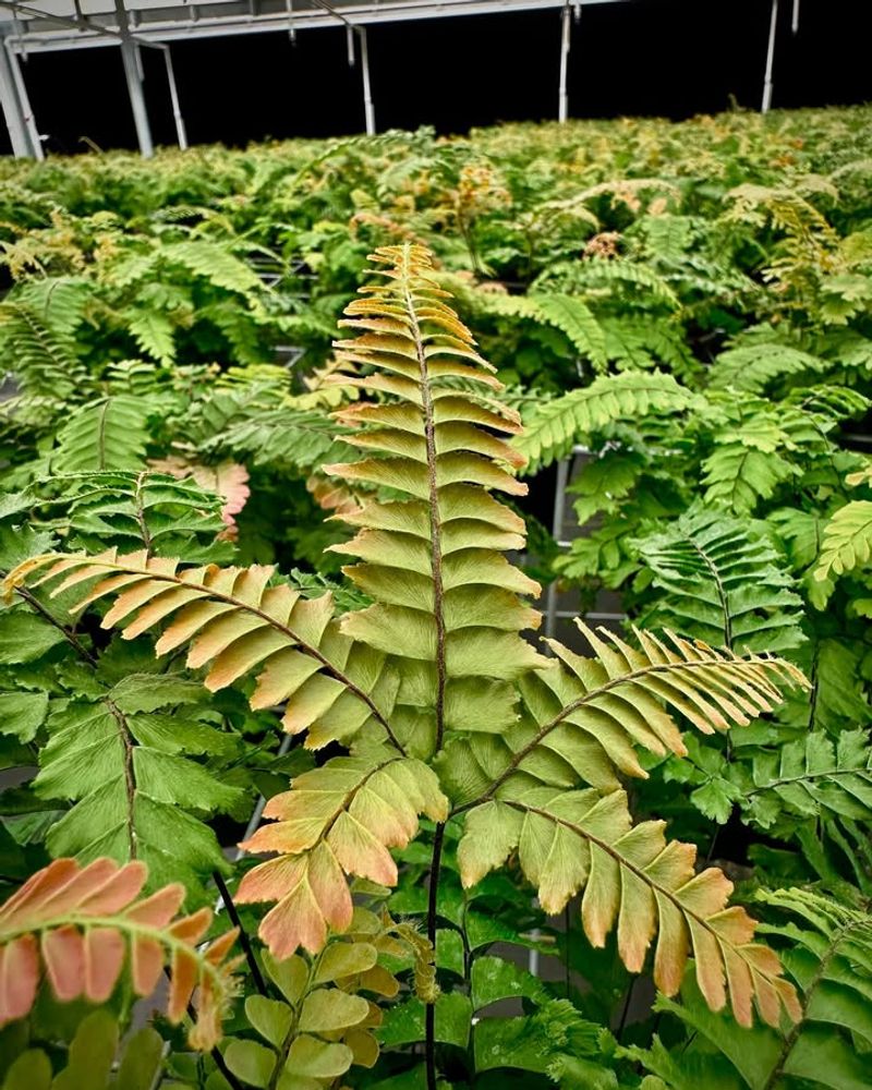 Enhance Fern Growth