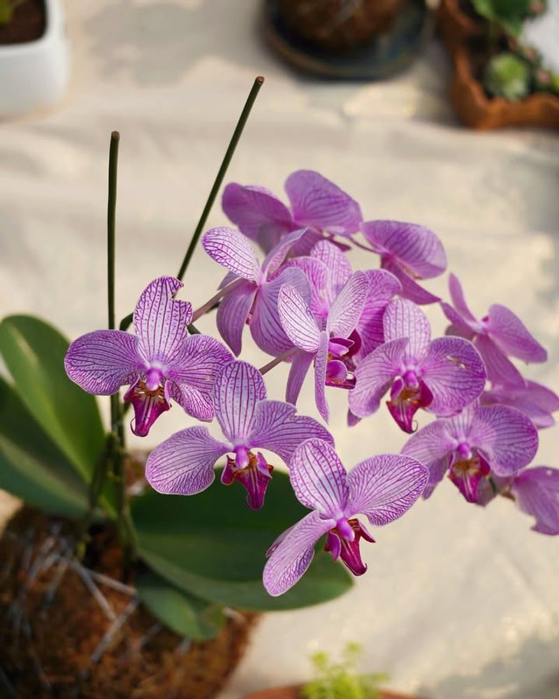 Enhance Orchid Blooms