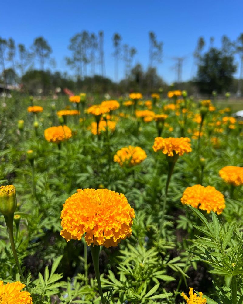 Enjoying the Blooms