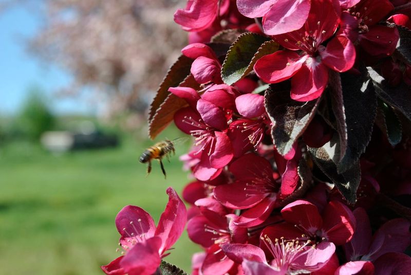 Ensure Proper Pollination by Planting Compatible Trees