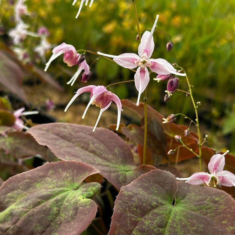 Epimedium