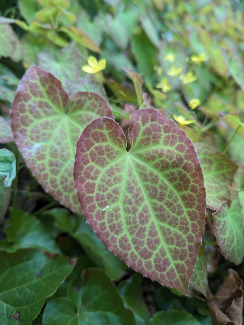 Epimedium