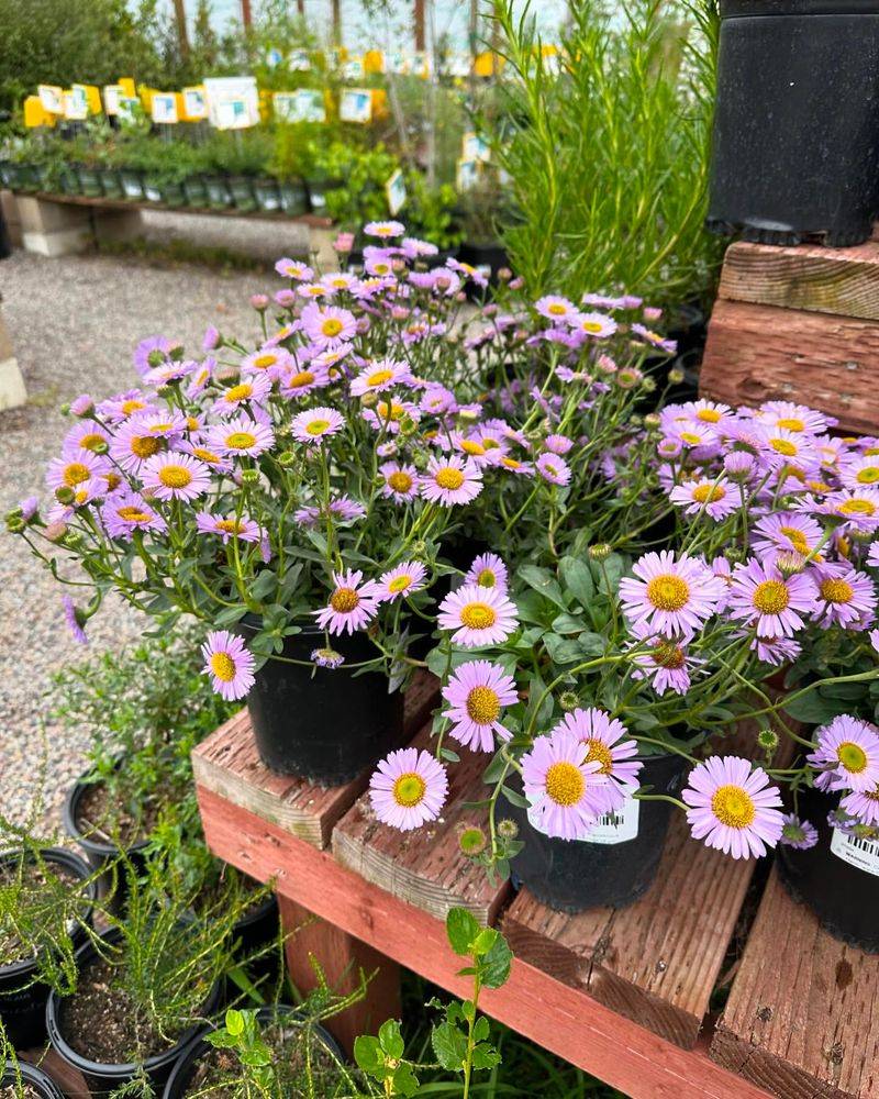 Erigeron