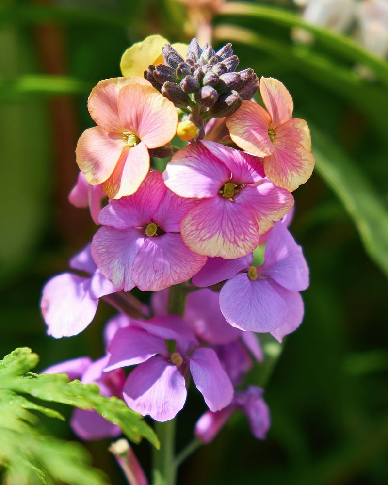 Erysimum