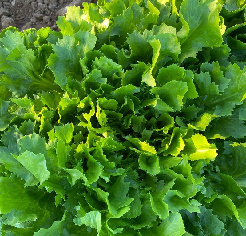 Escarole