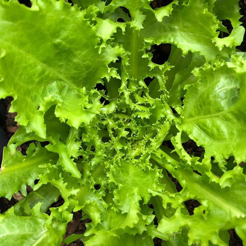 Escarole Lettuce