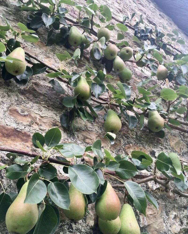 Espaliered Pear Tree