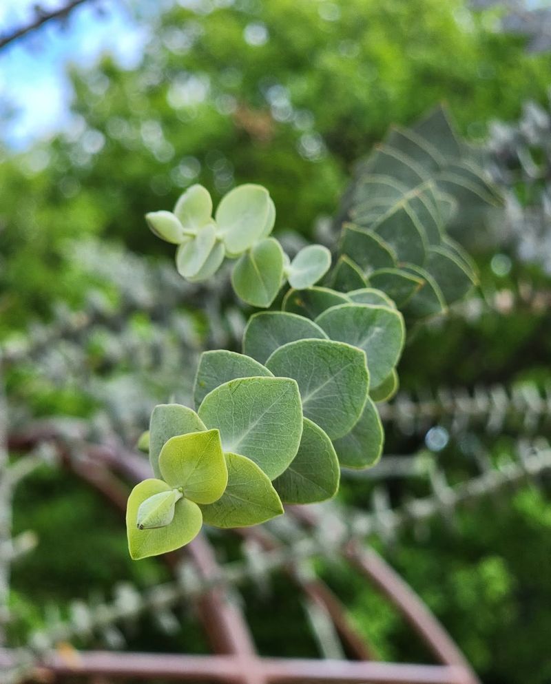 Eucalyptus