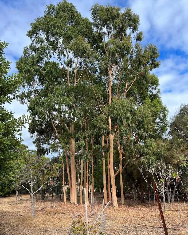 Eucalyptus Tree