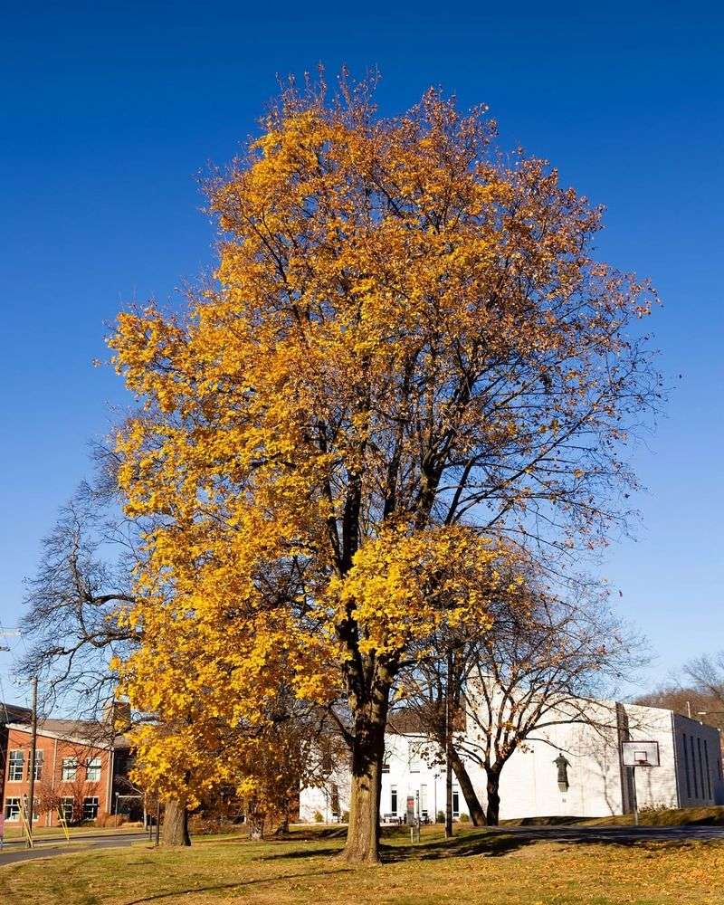 Norway Maple Tree