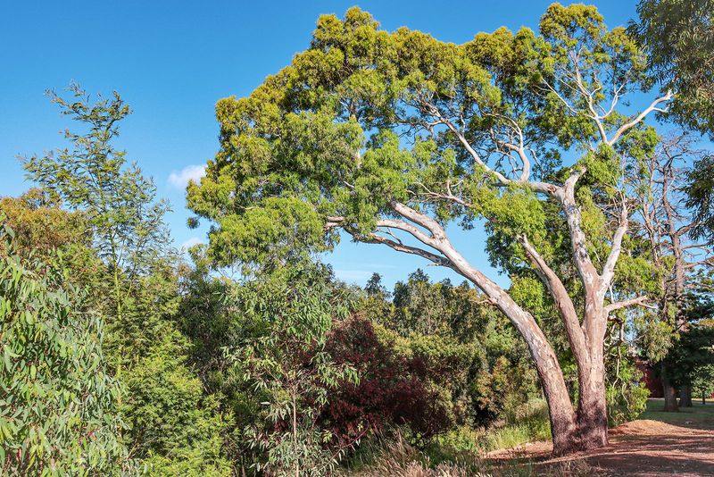 Eucalyptus Tree