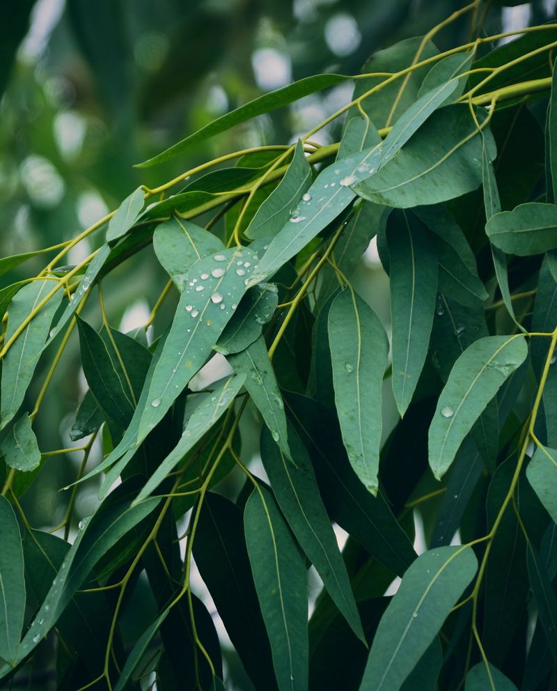 Eucalyptus