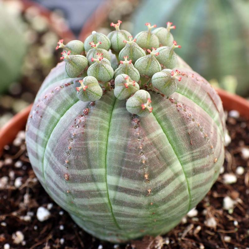 Euphorbia Obesa