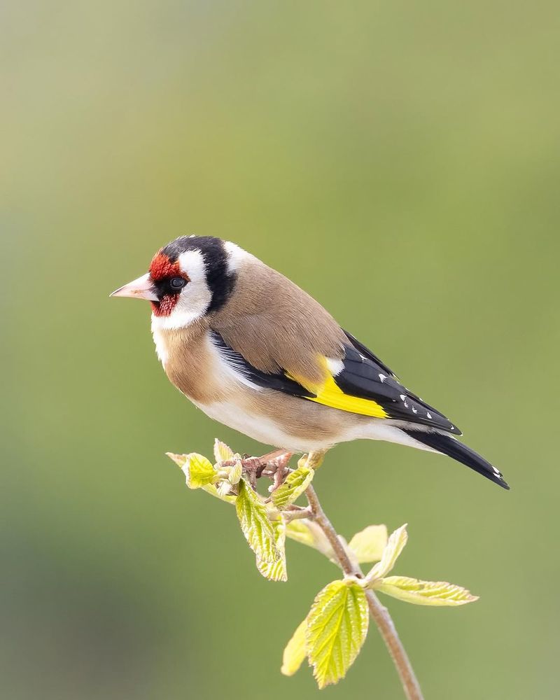 European Goldfinch