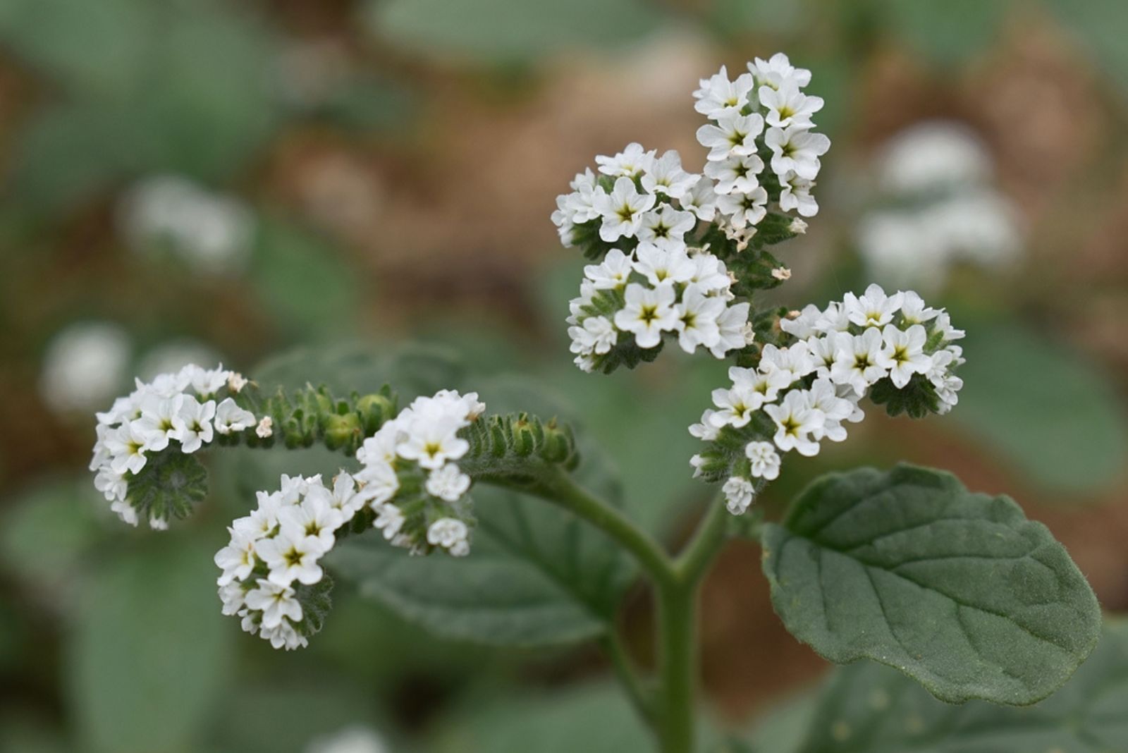 European Heliotrope