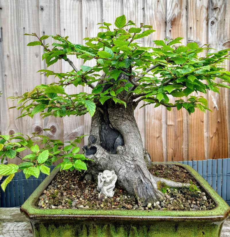 European Hornbeam