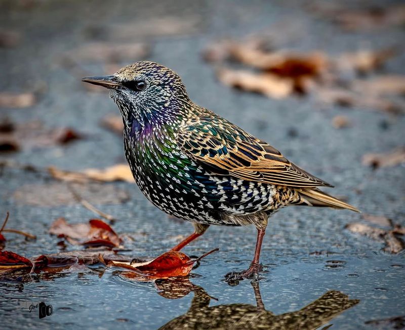 European Starling