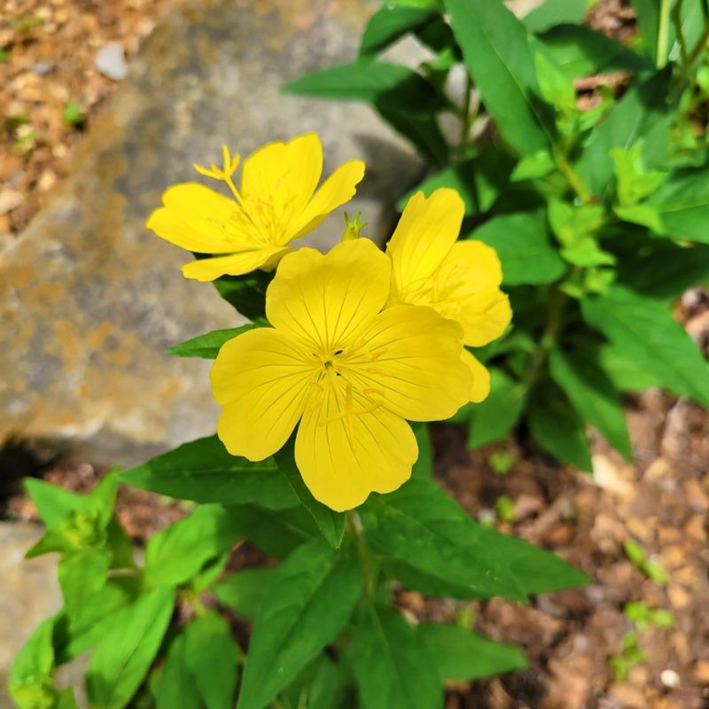 Evening Primrose