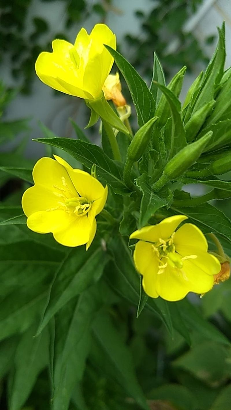 Evening Primrose