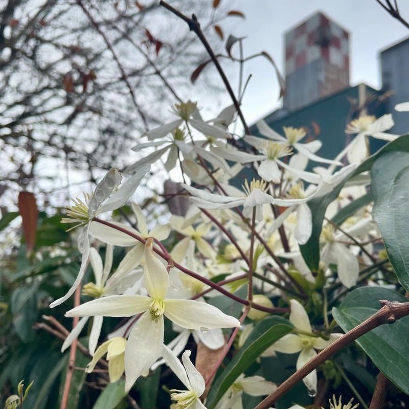 Evergreen Clematis