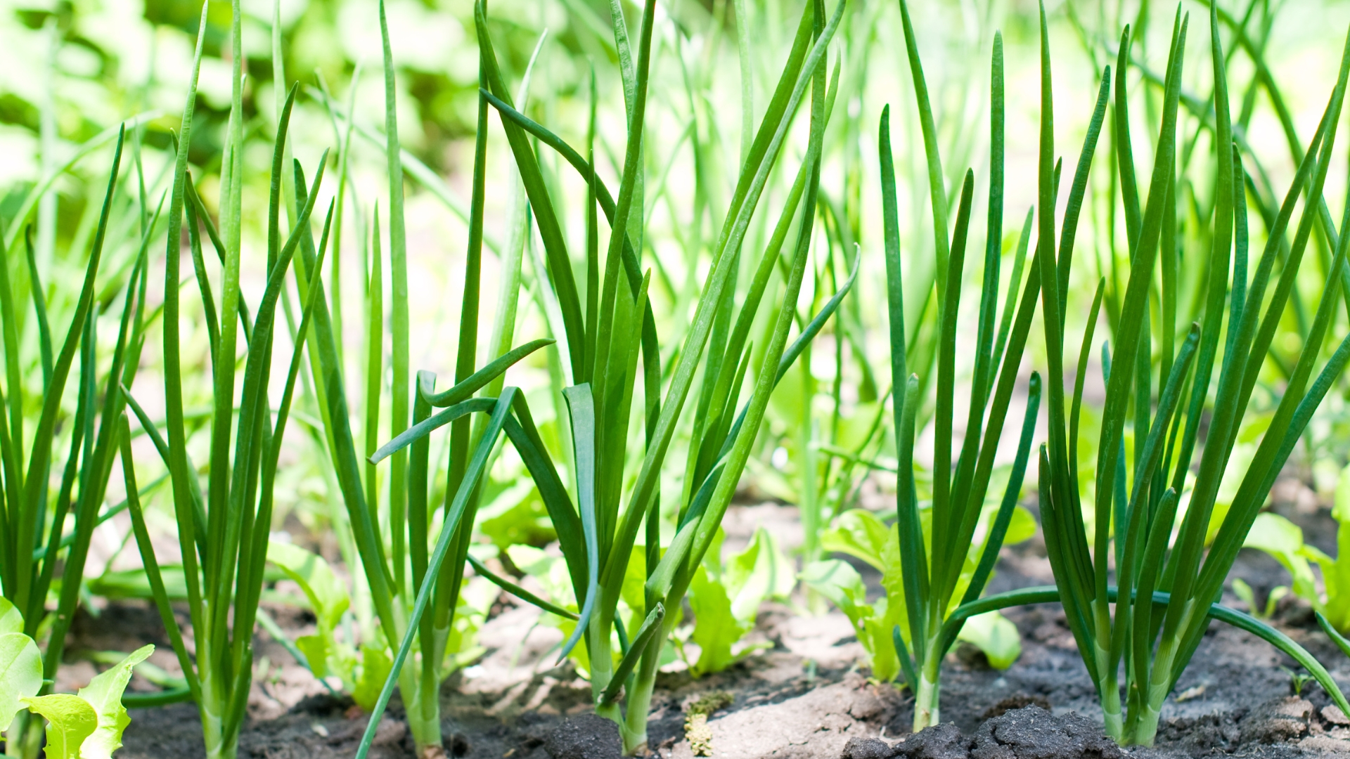 green onion plant plot