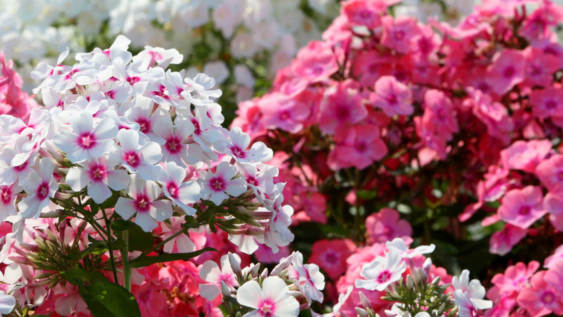 phlox flowers