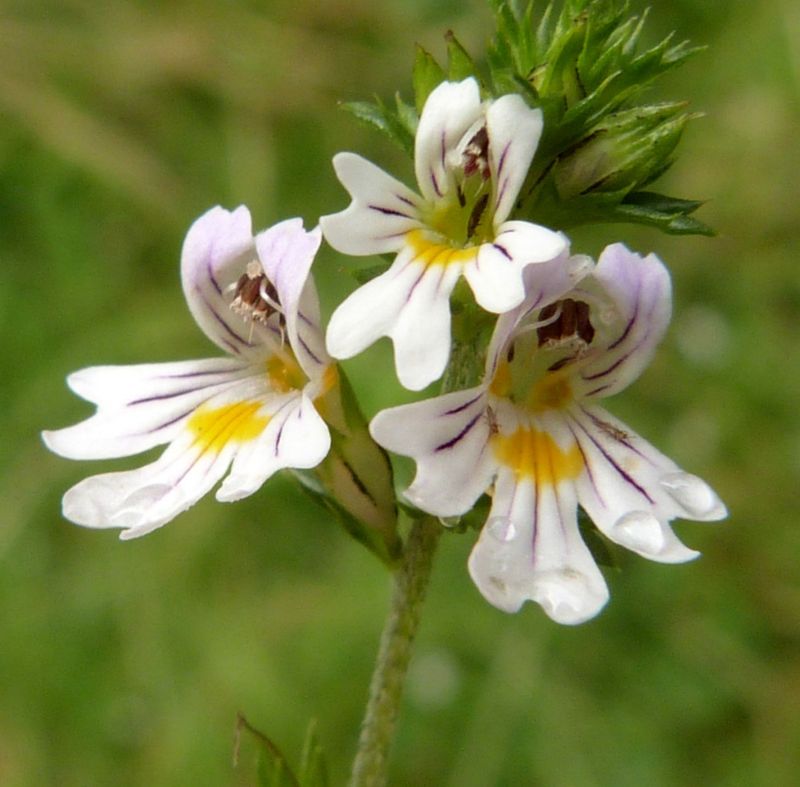 Eyebright