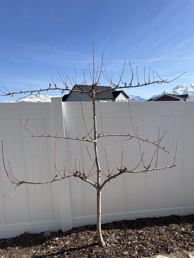 Fact 16: Pruning Young Trees