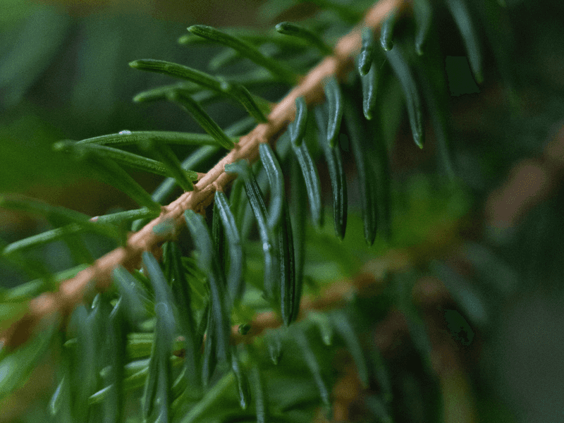 Fact 17: The Benefit of Evergreen Needles