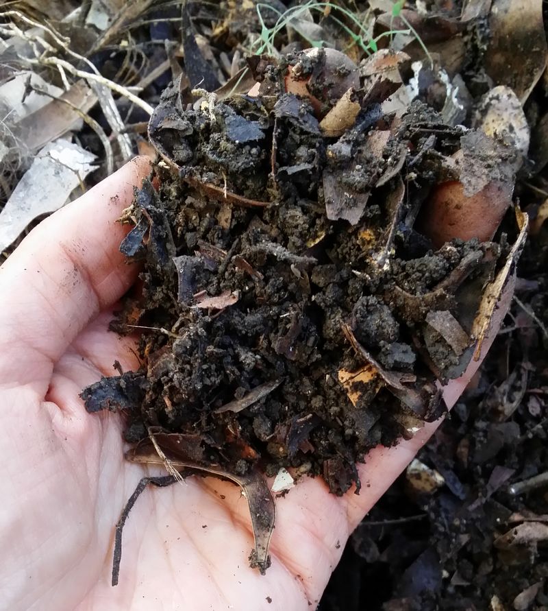 Fact 19: Mulch with Your Compost