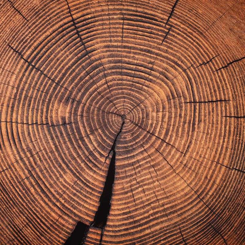 Fact 23: The Secret Language of Tree Rings