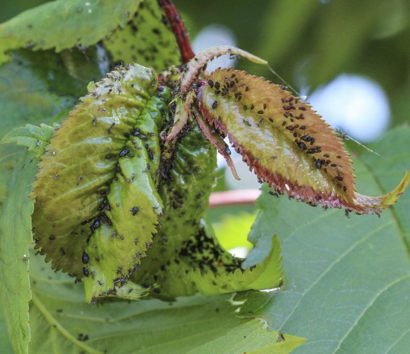 Fact 25: Pruning for Pest Control