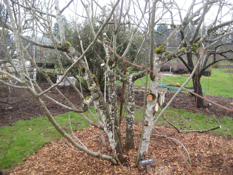 Fact 27: Pruning for Air Circulation