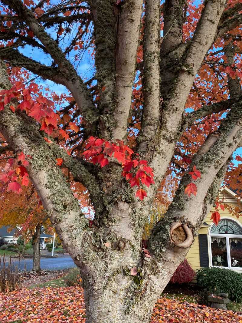 Fact 6: Understanding Scaffold Branches