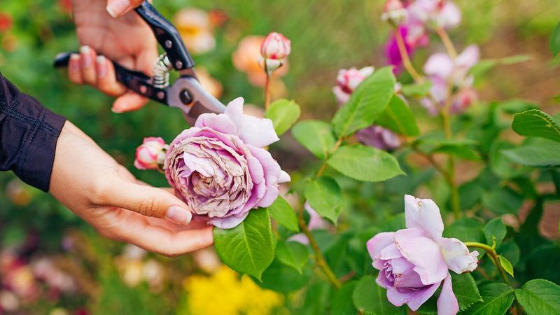 Failing to Deadhead Flowers