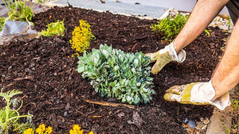 Failing to Mulch Properly