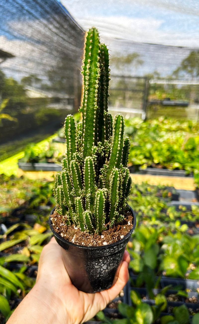 Fairy Castle Cactus