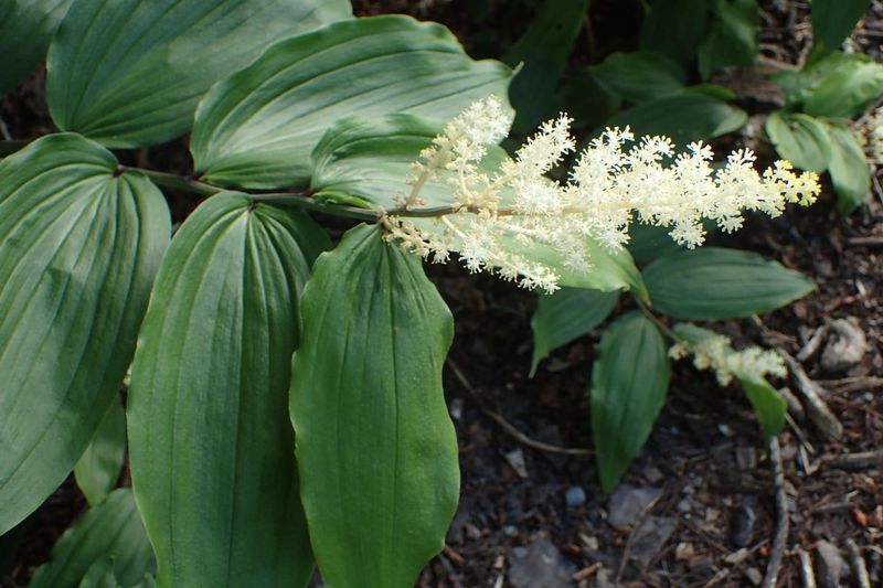 False Solomon's Seal