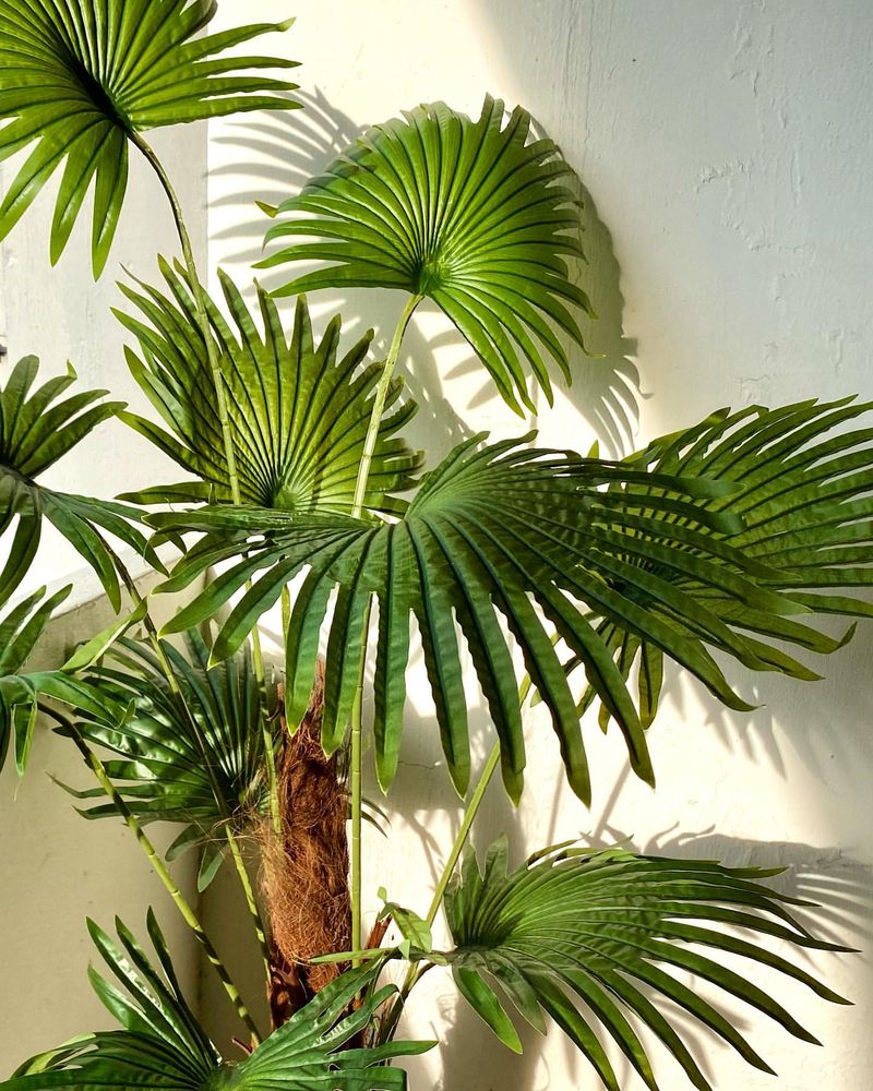 Fan Palm