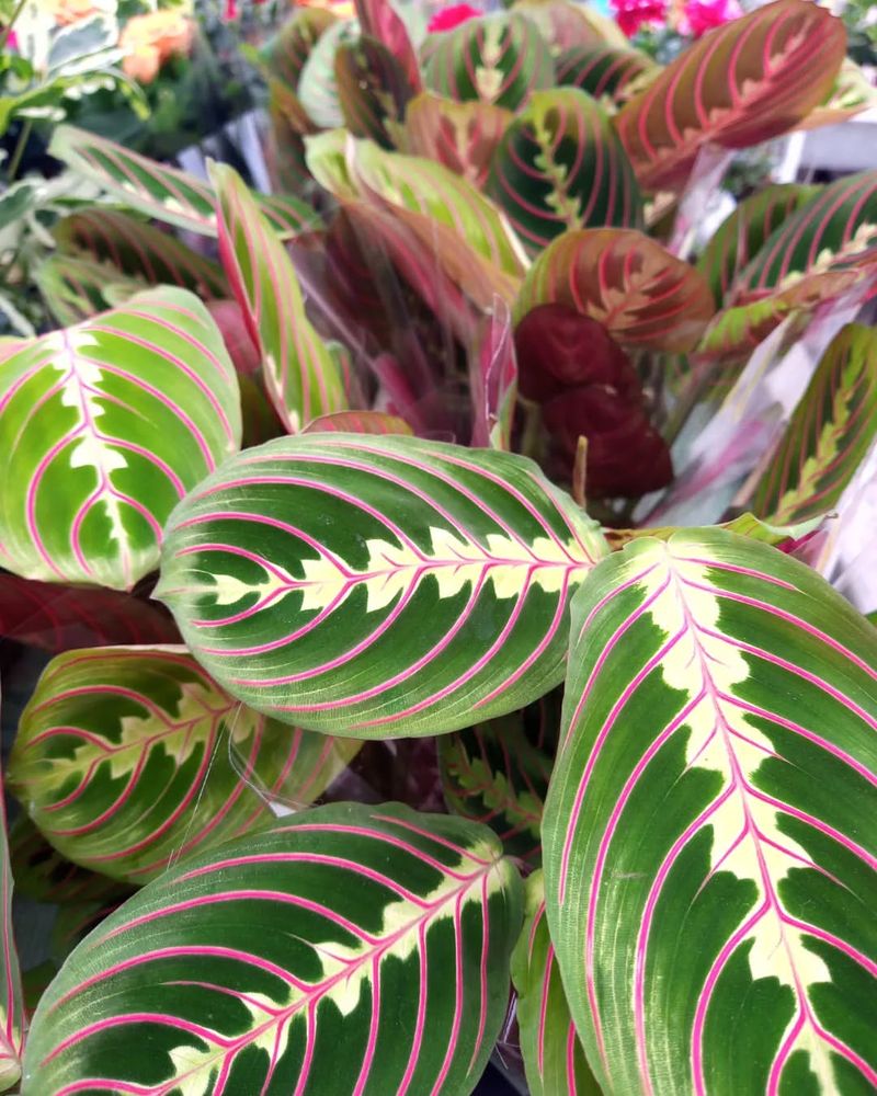 Fascinator Calathea