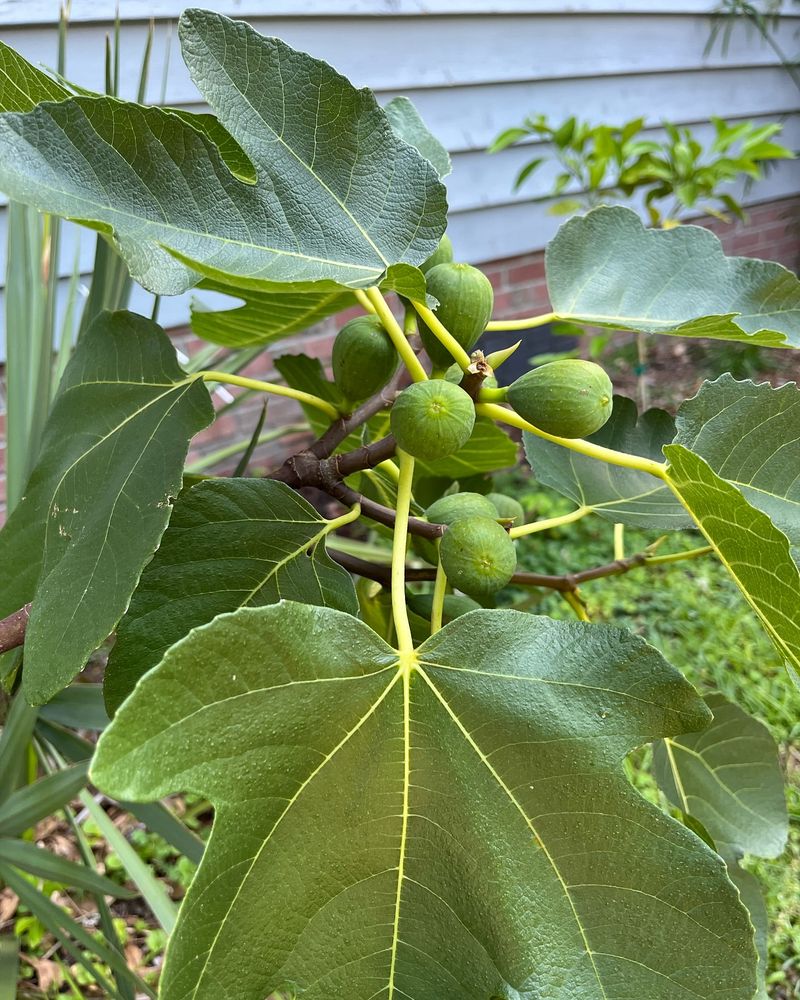 Fastidious Fig Trees