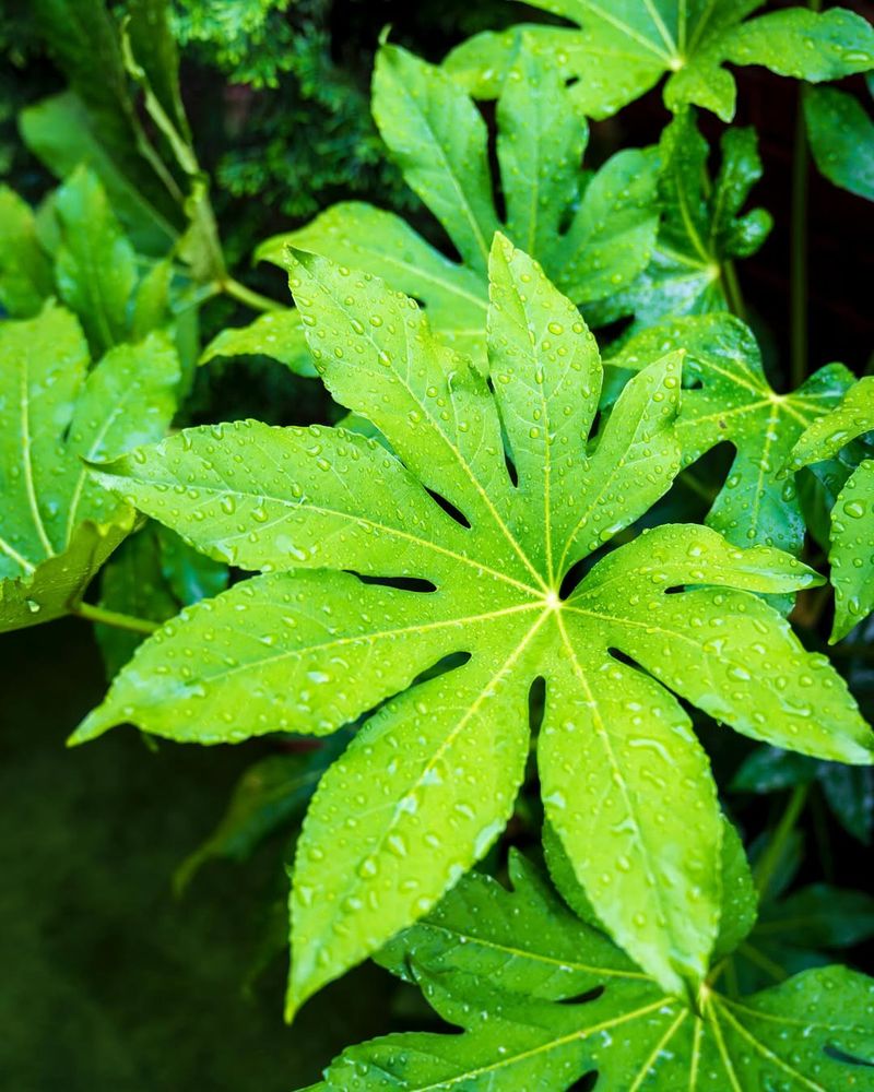 Fatsia Japonica