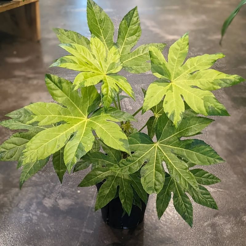 Fatsia Japonica