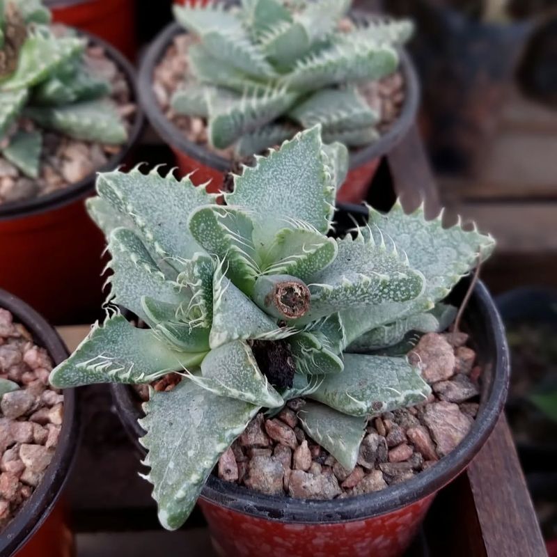 Faucaria Tigrina